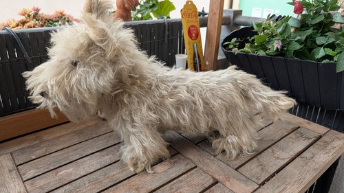 Antiker sehr alter terrier - antiker,
