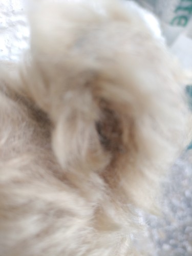 Teddybär steiff mit - teddybär, loch
